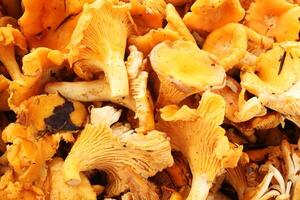 Close-up of pile fresh raw chanterelle mushroom in detail. Harvested golden chanterelle mushroom top view. Raw chanterelle. Edible wild fungi. Detailed texture of forest chanterelle mushroom heap photo