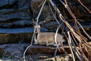 Mountain goat resting on rocky outcrop. Wild goat sitting among rocks and twigs in natural habitat. Mountain goat with horns in stony terrain. Goat lying down on stone with branches photo