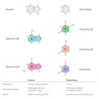 pyrimidines and purines that make up DNA and RNA nucleotides vector