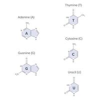 pyrimidines and purines that make up DNA and RNA vector