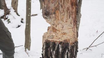 Close-up of Axe Cutting Tree in Winter Forest, Detailed close-up of an axe embedded in a tree trunk during winter survival in the forest. video