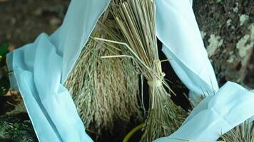 Bundle of Straw Tied with Cloth in Nature video