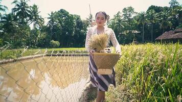 A woman walking along a rice field, carrying a basket filled with harvested rice. The scene is set in a lush green environment with palm trees and a serene water body in the background video