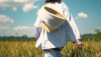 A person walking through a golden rice field, wearing a traditional straw hat and white clothing, with a basket slung over their shoulder. The sky is bright blue with fluffy clouds video