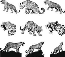 sitting leopard Silhouette, Leopard Illustration Set in Black and White vector
