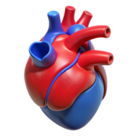 dramatic rustic Anatomical Heart Model Red Blue Transparent Cutout exclusive png