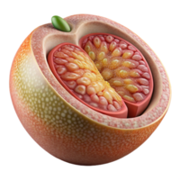 beautiful traditional Bioengineered Food Fruit Cross Section Detailed View Isolated exclusive png