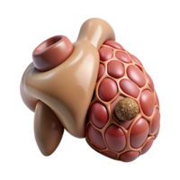 serene abstract Bioprinting Organ Tissue 3d Render Cutout high quality png
