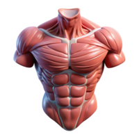 vibrant vintage Biorobotic Torso Muscular Structure Isolated high resolution png