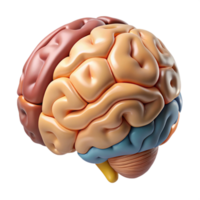 dramatic abstract Brain Anatomy Diagram Cutout with Labeled Regions genuine png