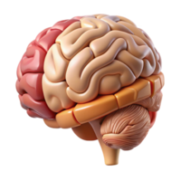 extraordinary modern Brain Anatomy Illustration Cutout with Labeled Parts high resolution png