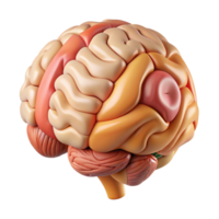 impressive minimalist Brain Anatomy Illustration Cutout with Labeled Parts premium png