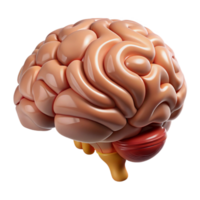 beautiful abstract Brain Stem Diagram Detailed View Transparent professional png