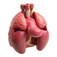 schön abstrakt d gedruckt Organ Modell- realistisch Stil ausgeschnitten hoch Auflösung png