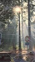 A bench in the woods with trees and sun shining through video