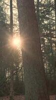 The sun shines through the trees in a forest video