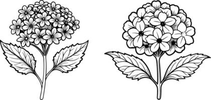 Set of outline Verbena or Argentinian verbena flower bunch in black isolated on white background. vector