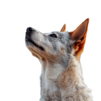 Dog looking upward in a clear sky background png