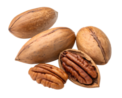 Fresh pecans in their shells and open state png