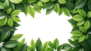 Green leaves on white background design png