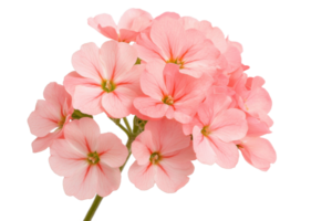 Beautiful pink flowers in full bloom during spring png