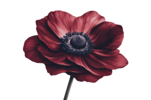 Vibrant red anemone flower in full bloom png
