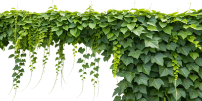Lush green vine with cascading leaves in sunlight png