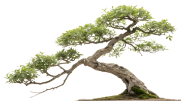 Bonsai with sprawling branches and foliage png