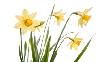 Yellow daffodils in bloom during spring season png