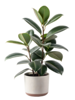 Rubber plant in modern pot adding greenery indoors png
