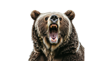 Grizzly bear roaring fiercely in nature png