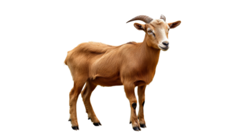 Brown goat standing calmly in a neutral setting png