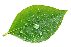 Close up of a green leaf with water droplets png