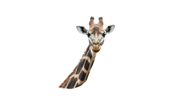 Giraffe portrait against a plain background png