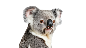 Koala resting with a calm expression in daylight png