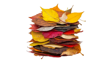 Colorful autumn leaves stacked in a neat pile png