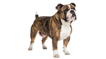 Bulldog standing proudly in a studio setting png