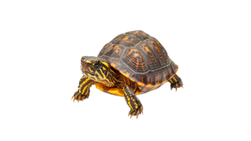 Colorful turtle displays unique shell patterns png