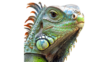 Close up view of a vibrant iguana on display png