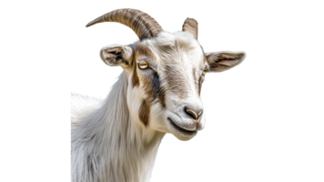 Goat with unique markings in bright light png