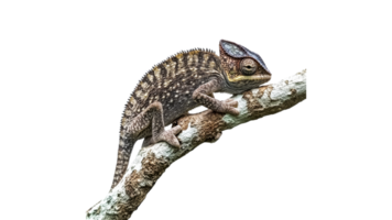 Colorful chameleon perched on a branch in nature transparent png