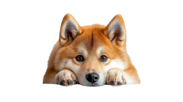 Relaxed Shiba Inu on transparent png