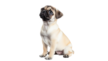 Cute pug sitting and looking curiously at camera transparent png
