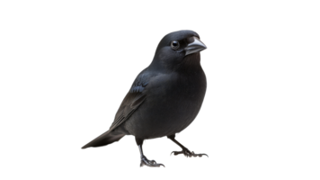 Curious bird perched on a surface png