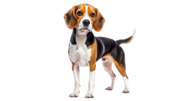 Beagle standing confidently in a studio setting png