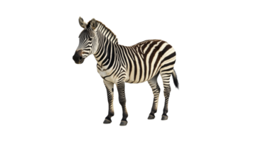 Unique zebra standing gracefully in open area png