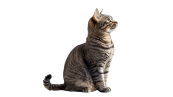 Striped cat sitting calmly and looking aside png