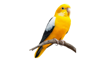 Colorful bird perched on a branch in nature transparent background png