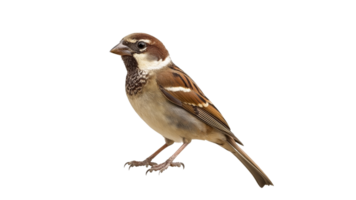 Common sparrow perched on a branch in plain view png