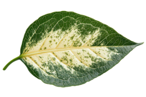 Variegated leaf in green and cream png
